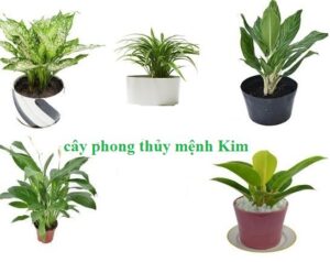 Cây phong thủy mệnh kim