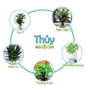 Mệnh thủy hợp cây gì